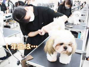 学校のモデル犬とトリミングをがんばっています♪